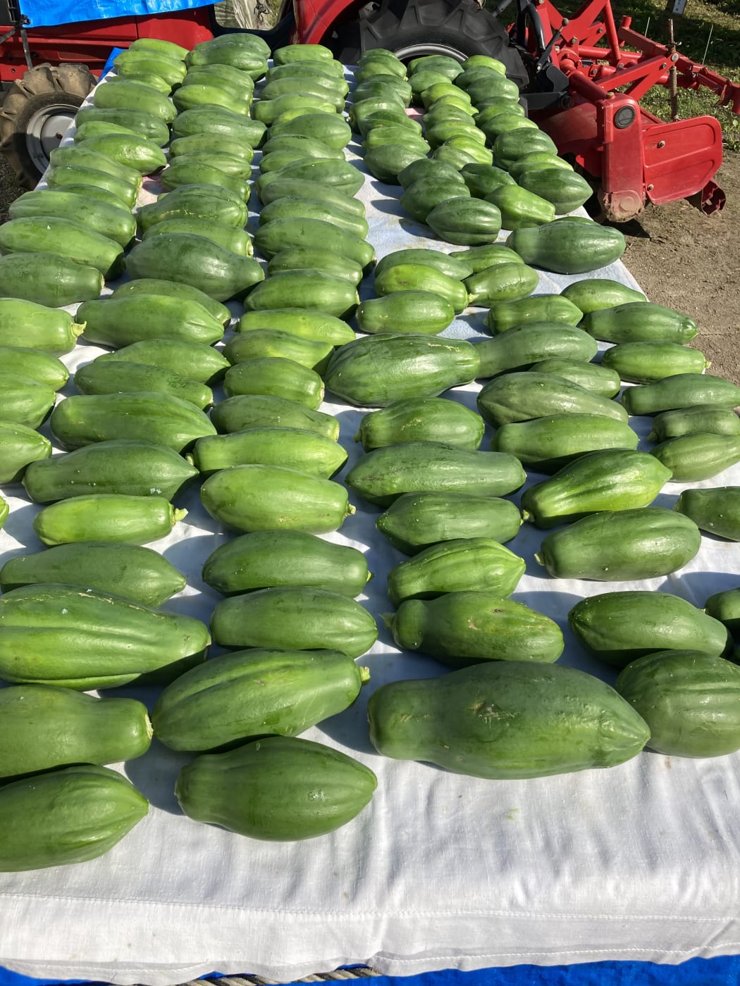 Papaya sent to Callaghan Innovation to be made into extract.