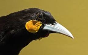 Huia
