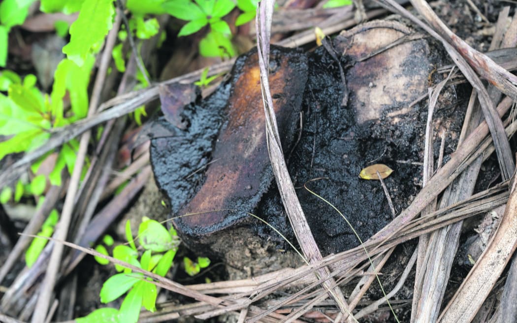 One of several stumps showing where shrubs and trees have been removed from council reserves near Ōtarawairere in the Bay of Plenty.