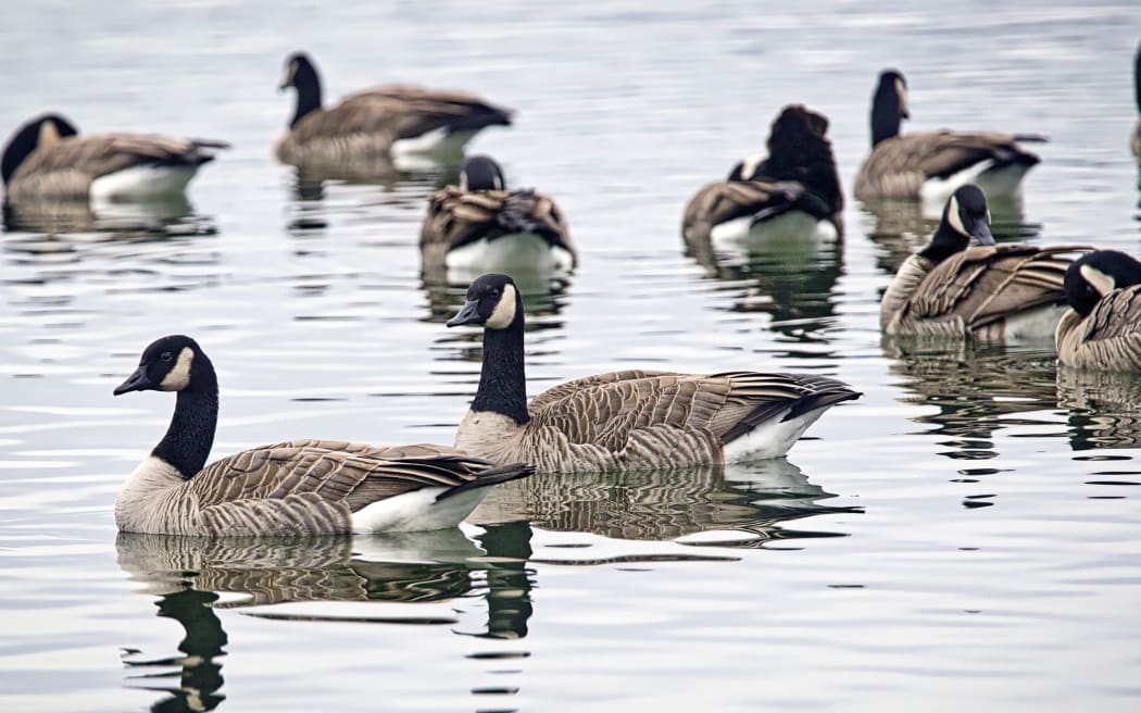 A flock of Canadian geese swimming on the calm Coeur d'Alene Lake in north Idaho.