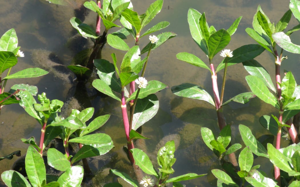 The presence of alligator weed at Te Awa Lakes is the largest upstream infestation on the Waikato River and if unmanaged has the potential to be a significant point source for it getting into the river.