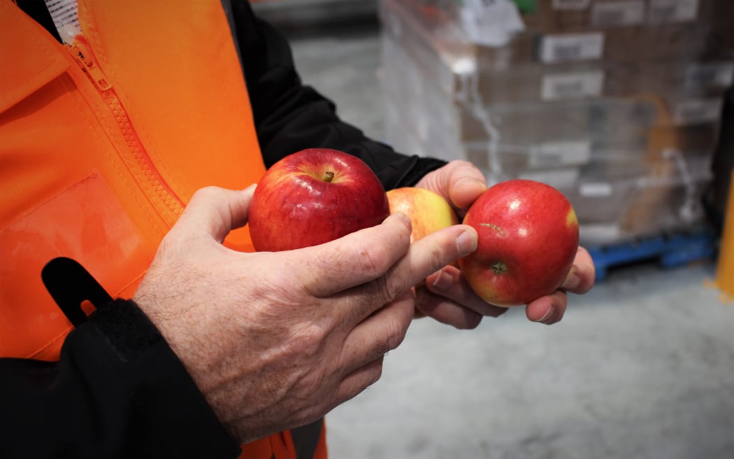 New Zealand Food Network CEO Gavin Findlay points out the imperfection on a donated apple that would have led to it being graded out of supermarket supply.
