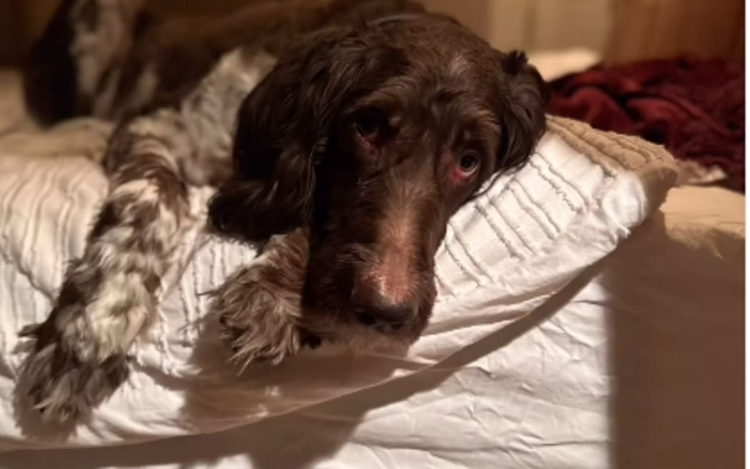 Cecil, 7, chowed down on his owners' cash in December - $4000 worth to be exact.