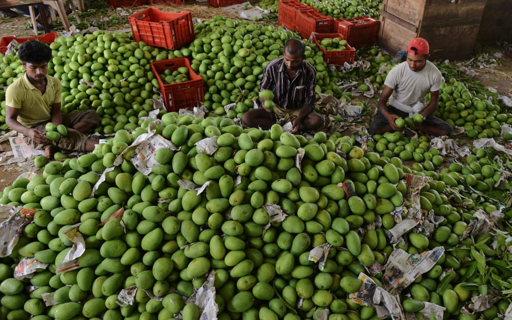 Indian labourers sort mangoes at the Gaddiannaram Fruit Market on the outskirts of Hyderabad on April 29, 2014. India's leading export promotion agency criticised a European ban on mango imports as unjustified and appealed to Brussels to overturn its decision. The 28-member European Union imposed the ban, to take effect May 1, 2014, on import of the highly prized Alphonso mangoes, known as the "king of fruits", and four vegetables after finding unwanted pests such as "non-European fruit flies" in some consignments.   AFP PHOTO / Noah SEELAM (Photo by NOAH SEELAM / AFP)