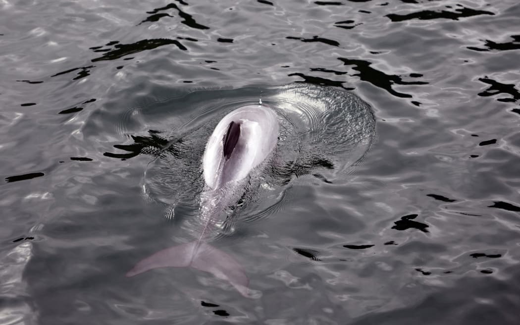 Marlborough Sounds - single use only Hectors dolphin