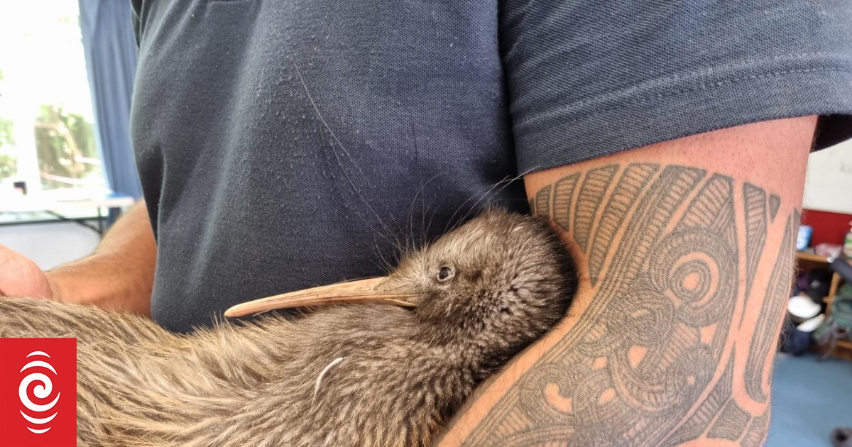 Waikato schoolchildren pitch into major kiwi relocation project - Vimarsana News