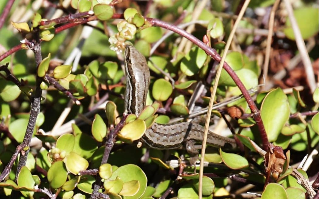 The Eyrewell skink habitat restoration school day