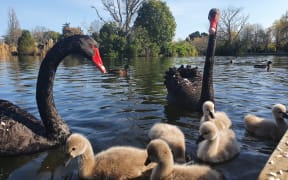 Two black swans in the lake with her flock of signets.