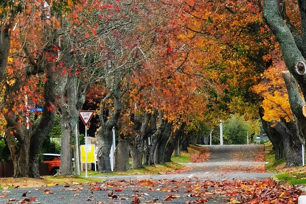 Rotorua - Autumn foliage, North Island, New Zealand.
