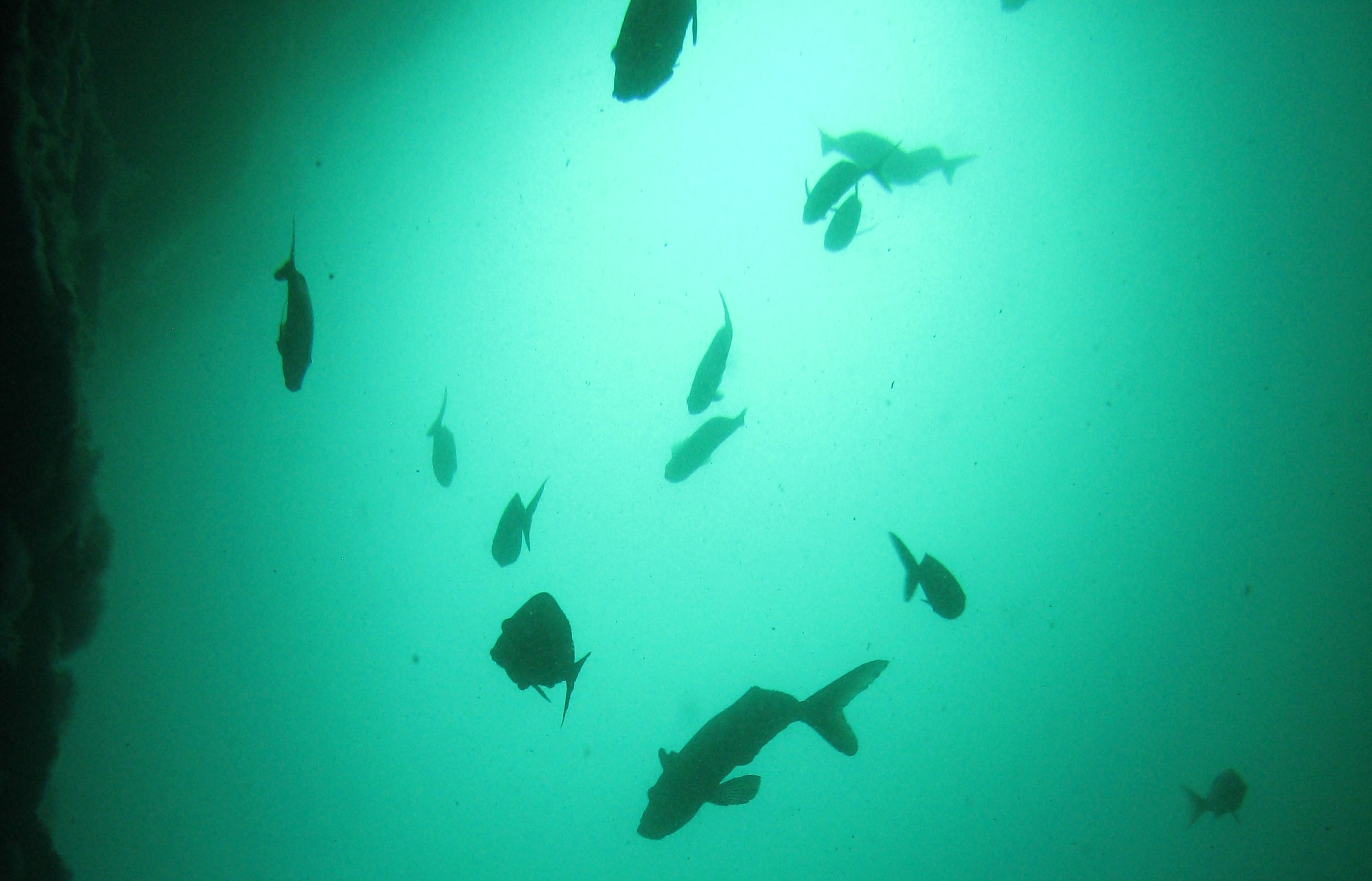 Fish silhouettes, Poor Knights Island Marine Reserve