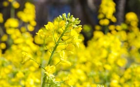 canola flowers - bright yellow, in close-up