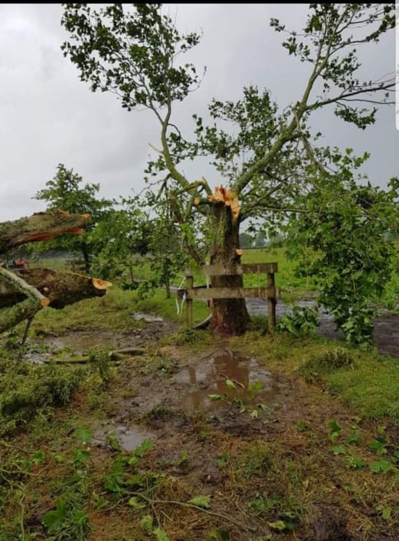 Damaged tree at the McGiven farm in Waihou.