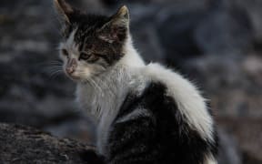 Animal advocacy groups want Wairarapa councils to introduce responsible, enforceable cat management policies.