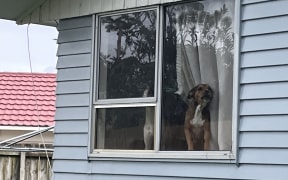 The dogs were eventually removed from the Buckland's Beach house by police and later euthanised.
