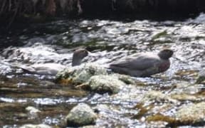the endangered Whio - blue duck - in Fiordland National Park.