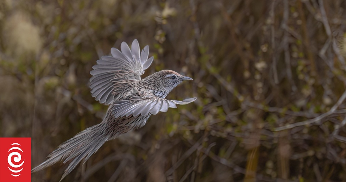 Could Fernbirds or wild matata be back from the brink? | RNZ