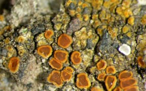Waitakere Firedot Lichen