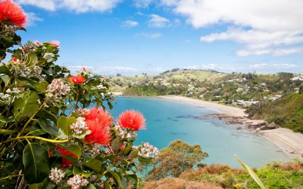 A view of a beach on Waiheke Island, framed by pōhutukawa flowers.