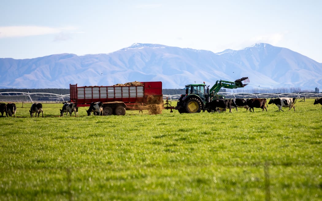Canterbury farmer feeding out cows