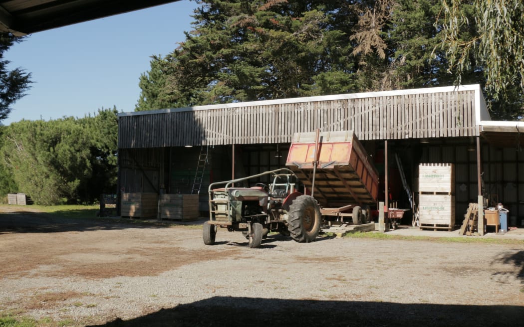 Walnut harvesting at Lightfoot Walnuts
