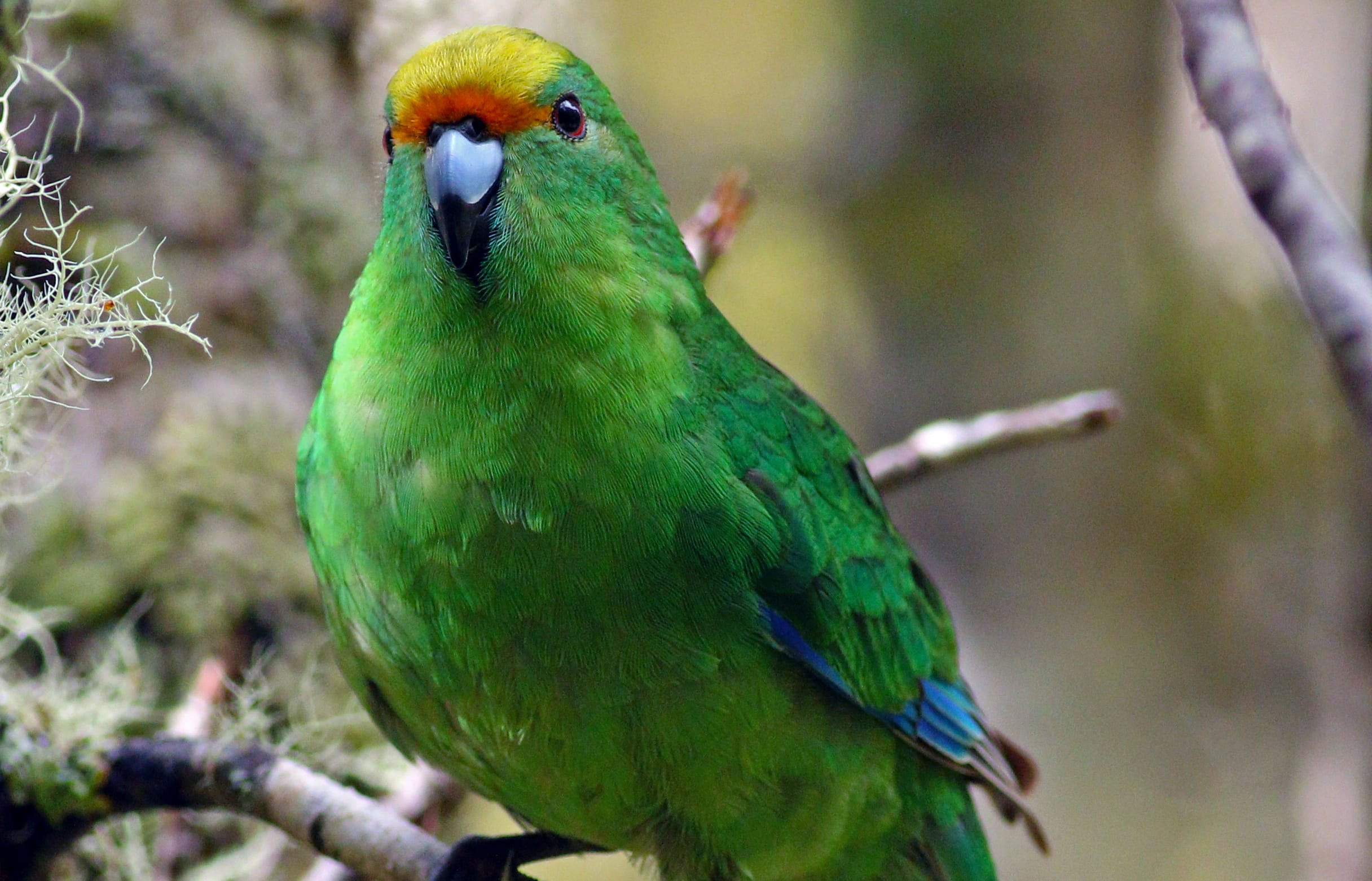 Orange Fronted Parakeet