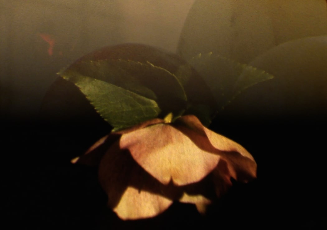 A photo of a peony from a film by Nova Paul.