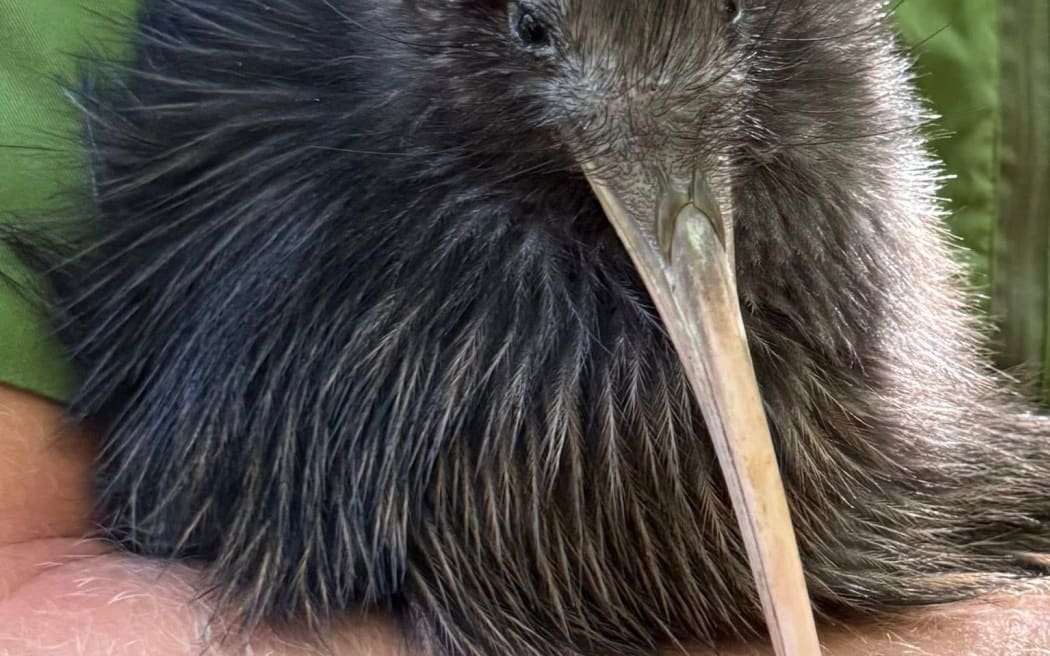 Ten juvenile kiwi were released to Ngāti Rangi whenua - the first of 40 in a major translocation effort.