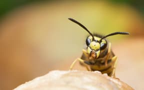 German wasp