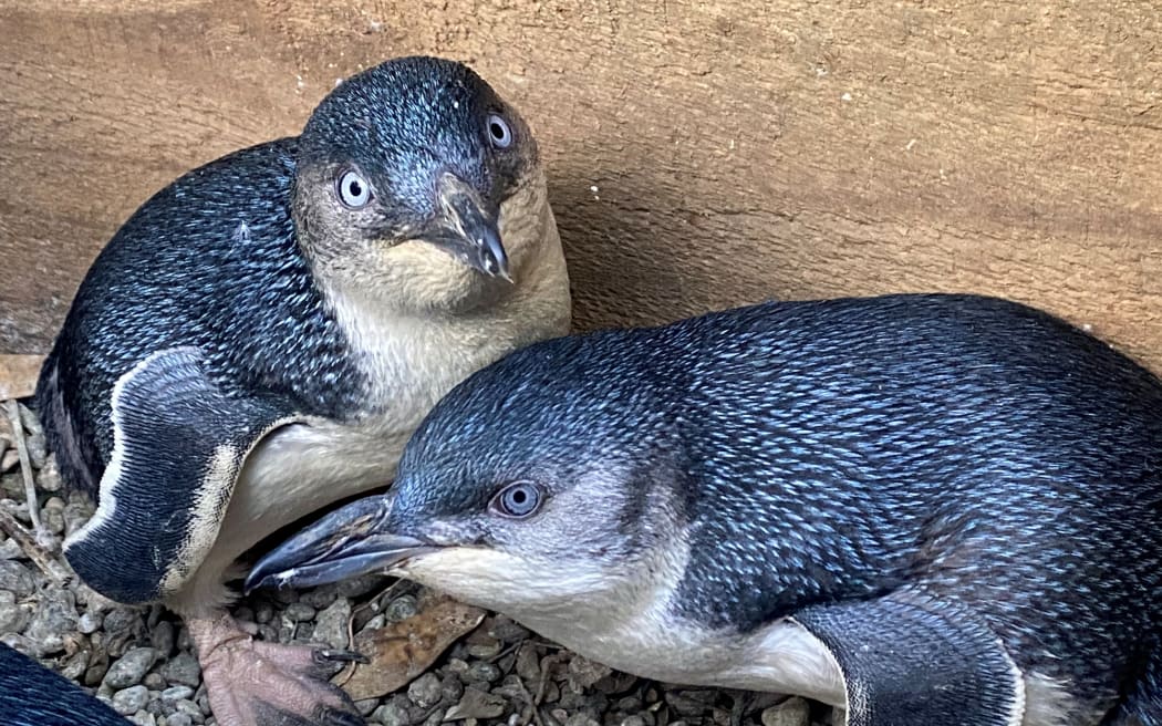 Little Blue Penguins