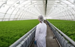 An agricultural scientist in a white lab coat surveys plants in a greenhouse.