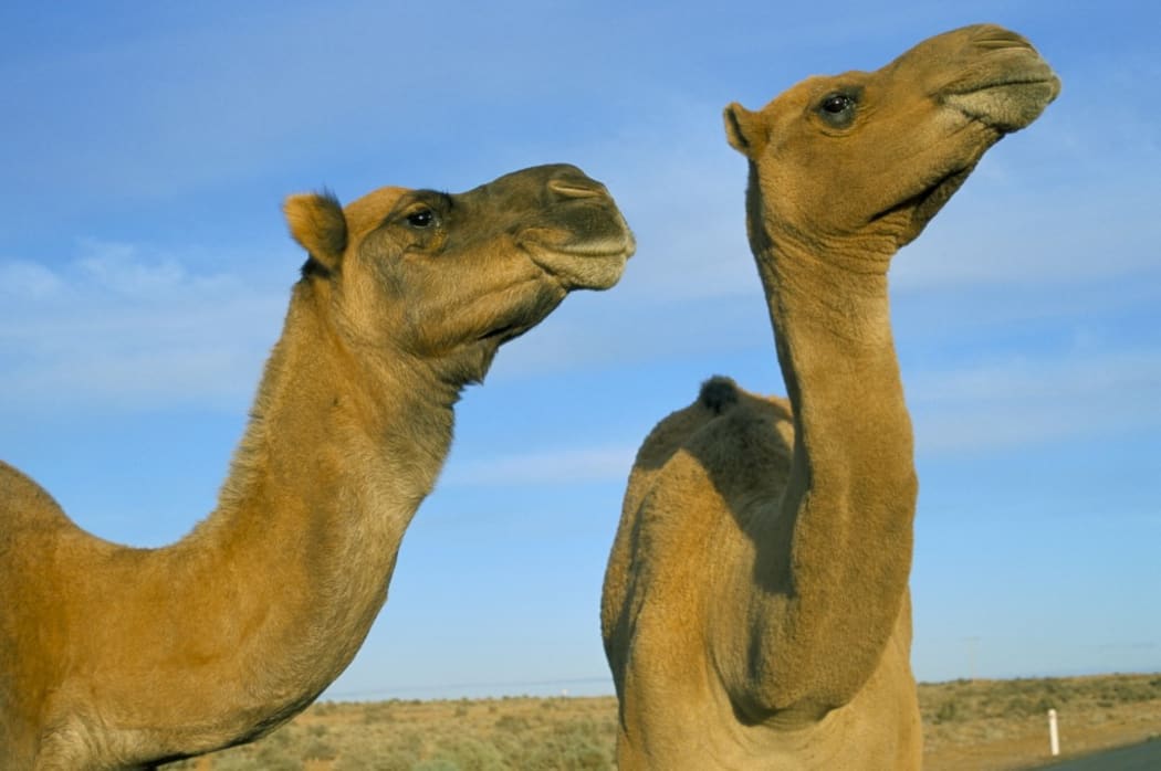 Arabian camels (Camelus dromedarius), feral in outback, New South Wales, Australia, Pacific (Photo by Ann & Steve Toon / Robert Harding Heritage / robertharding via AFP)