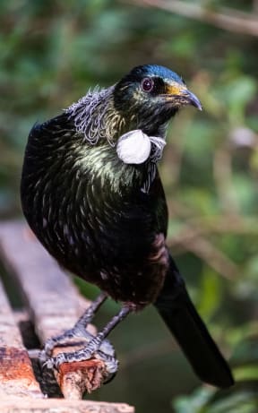 Tui, a blue-black bird with a white tuft at the base of its neck, photographed at Orokonui ecosanctuary.