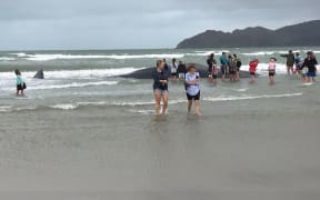 Curious onlookers hoping to get a look at a dead whale on Mahia Beach are being asked to keep their distance.