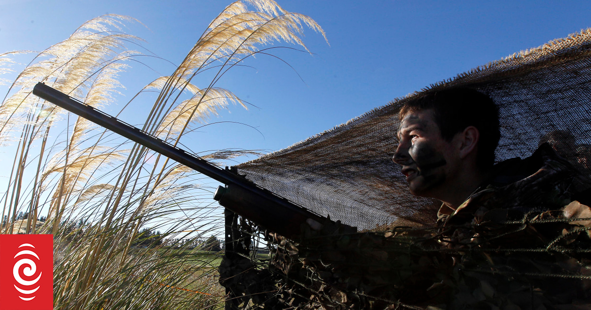 Duck hunters ready for season | RNZ