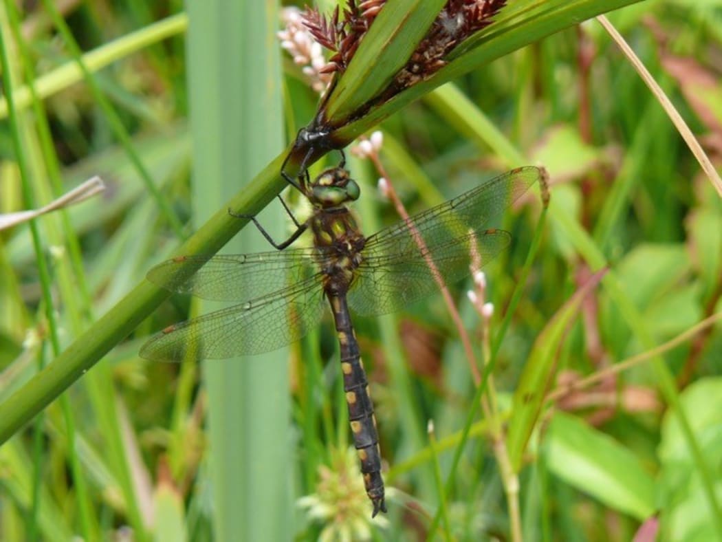 A yellow-spotted dragonfly (Procordulia grayi).
