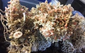GDU.stony coral on deck TAN1801_