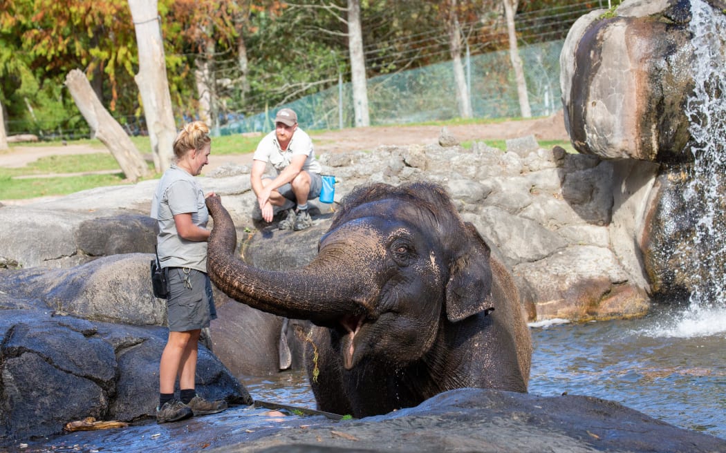 Elephant Burma at Auckland Zoo.