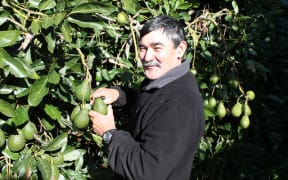 Greg Prince now grows avocadoes in the Bay of Plenty