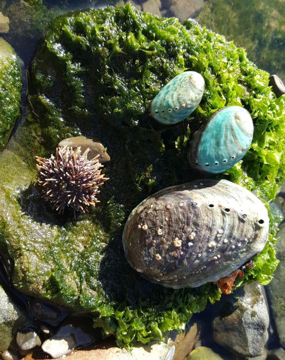 Two hatchery-reared baby pāua, identifiable by their distinctive blue colour, alongside a large wild-raised pāua.