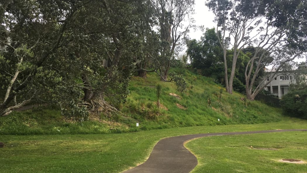 A section of the no-mow pilot on the slope that avoided being accidentally mown.