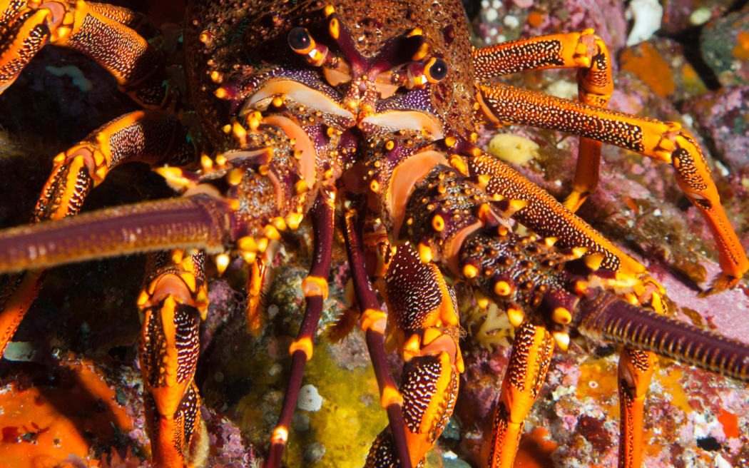 crayfish