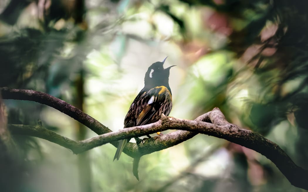 Predator Free Wellington said its efforts to eliminate predators have led to a doubling of native bird life in the Miramar Peninsula.