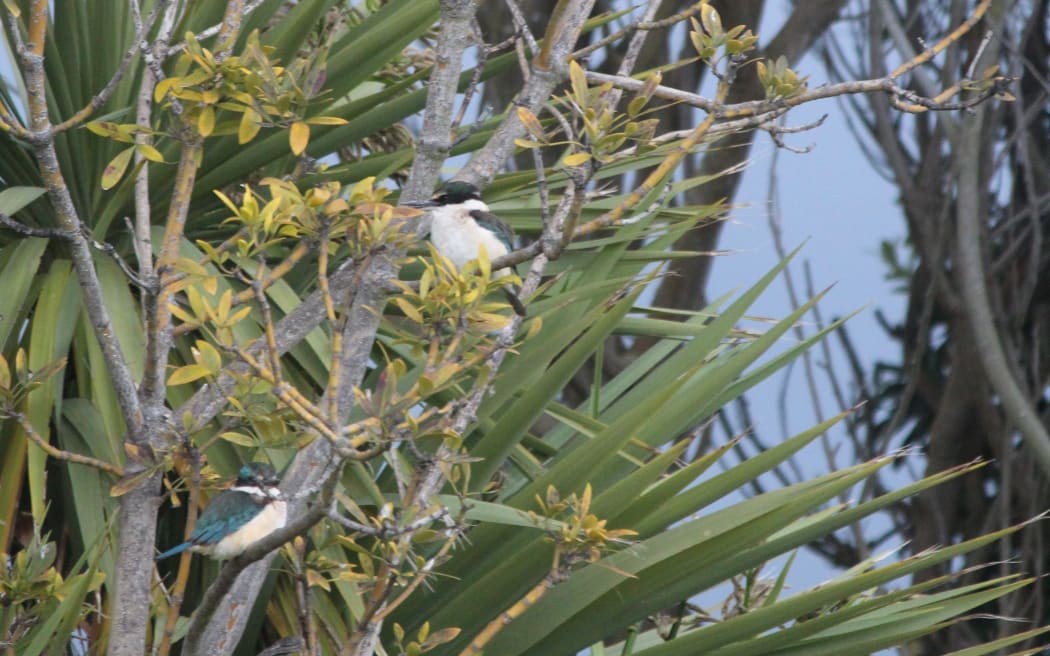 Two kingfishers enjoying the sights and smells of Summer