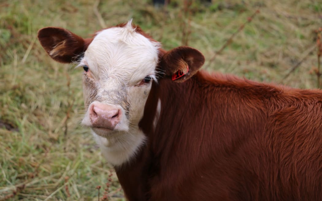 A Year on the Farm - Part 4