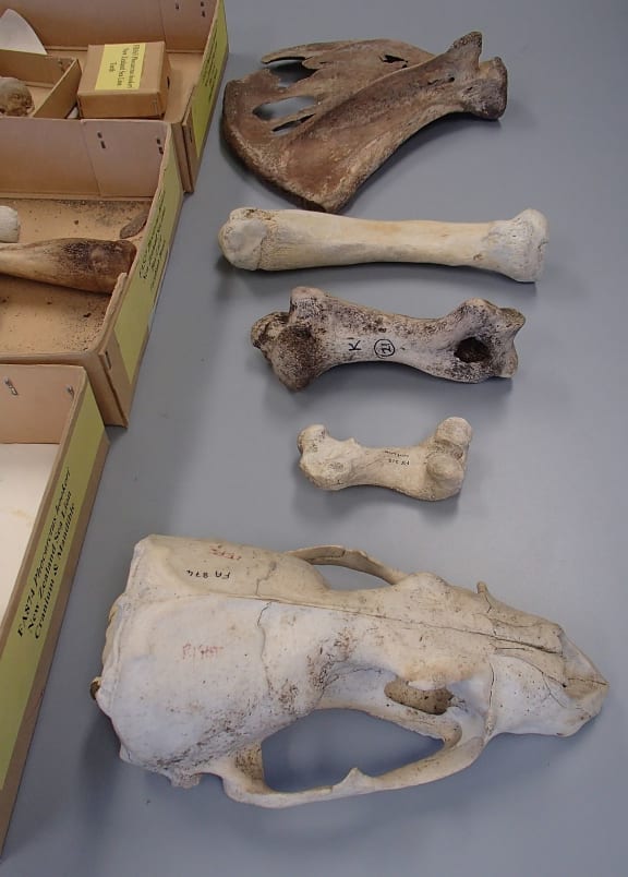 Sea lion bones