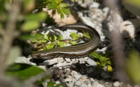 Te Kakahu skink