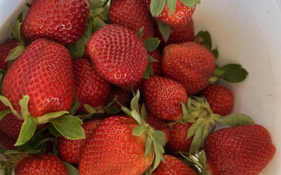 Strawberries PYO in Auckland