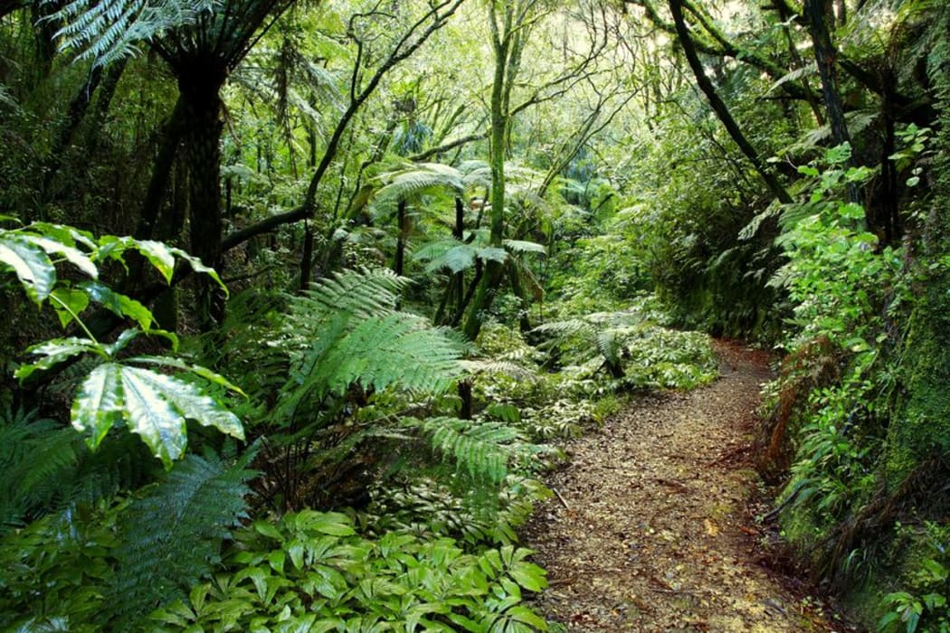 New Zealand bush