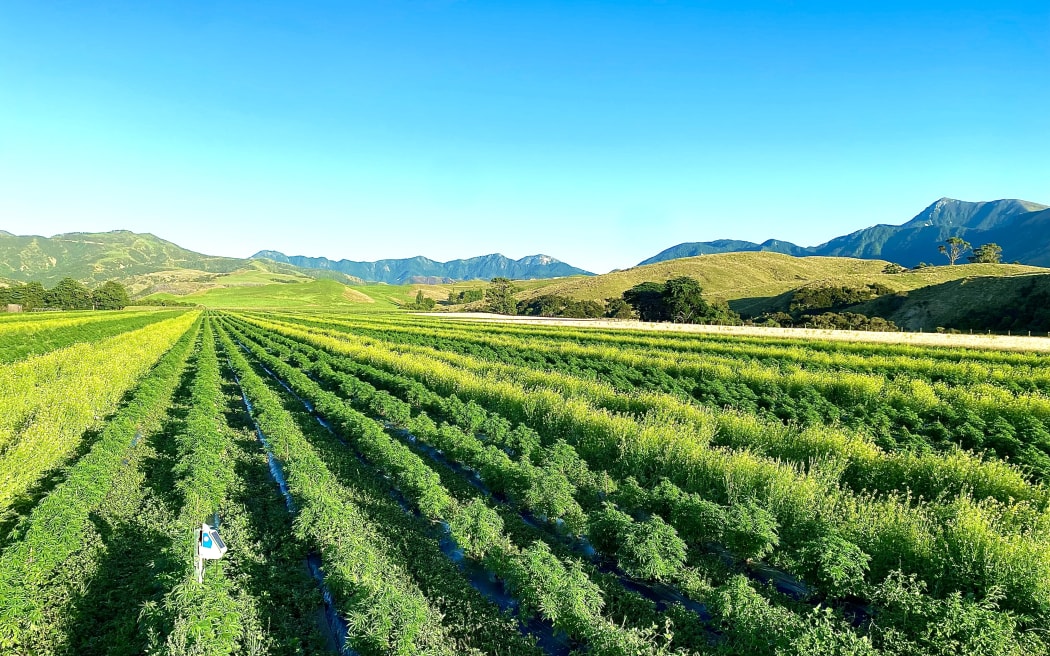 Early season growth at Puro's Kēkerengū farm on the Kaikōura Coast.