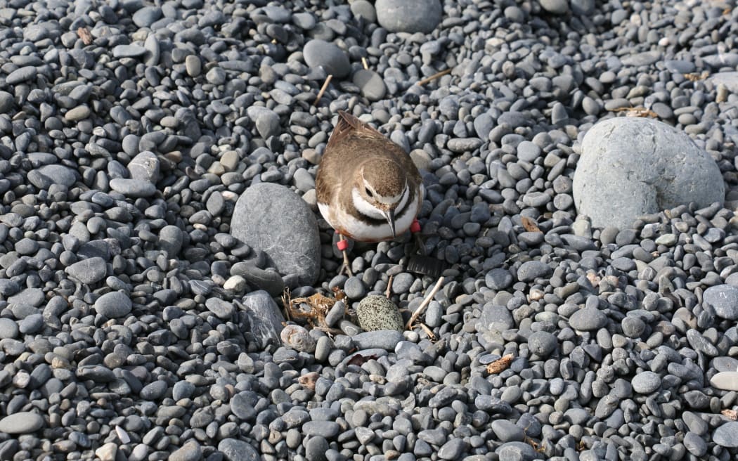 banded dotterel